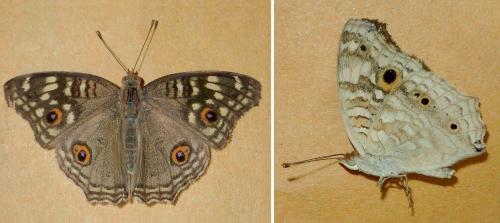 Junonia lemonias lemonias